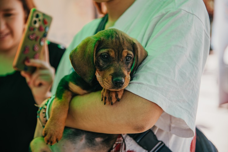 perrito
