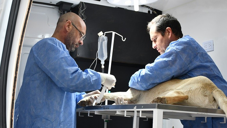 veterinario movil